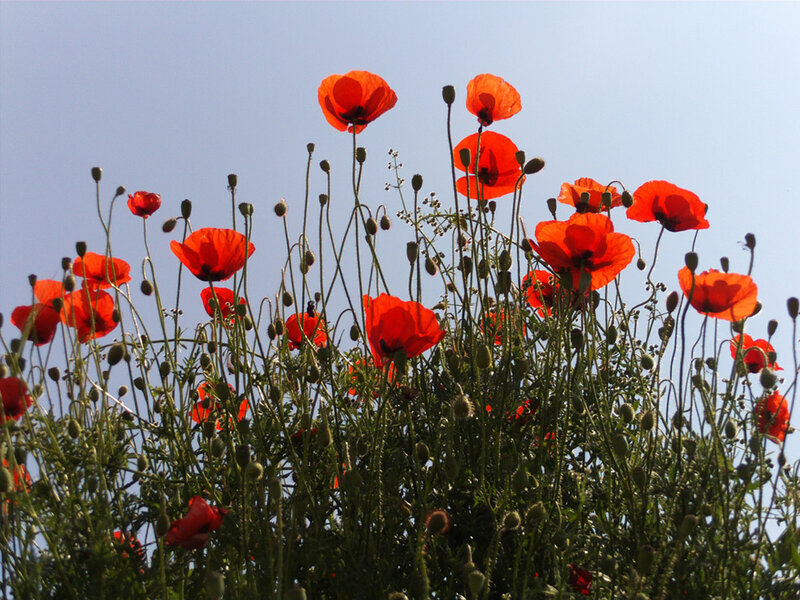 Red poppies against blue sky