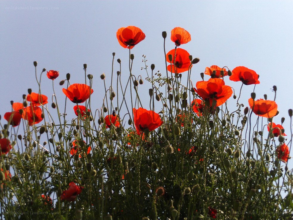 Red poppies against blue sky