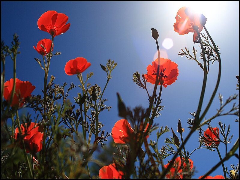 Red poppies against blue sky