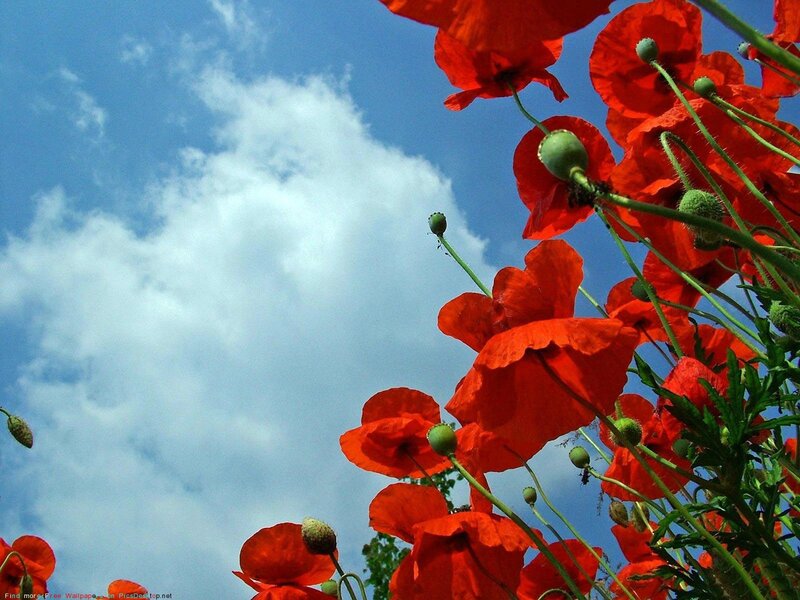 Red poppies against blue sky