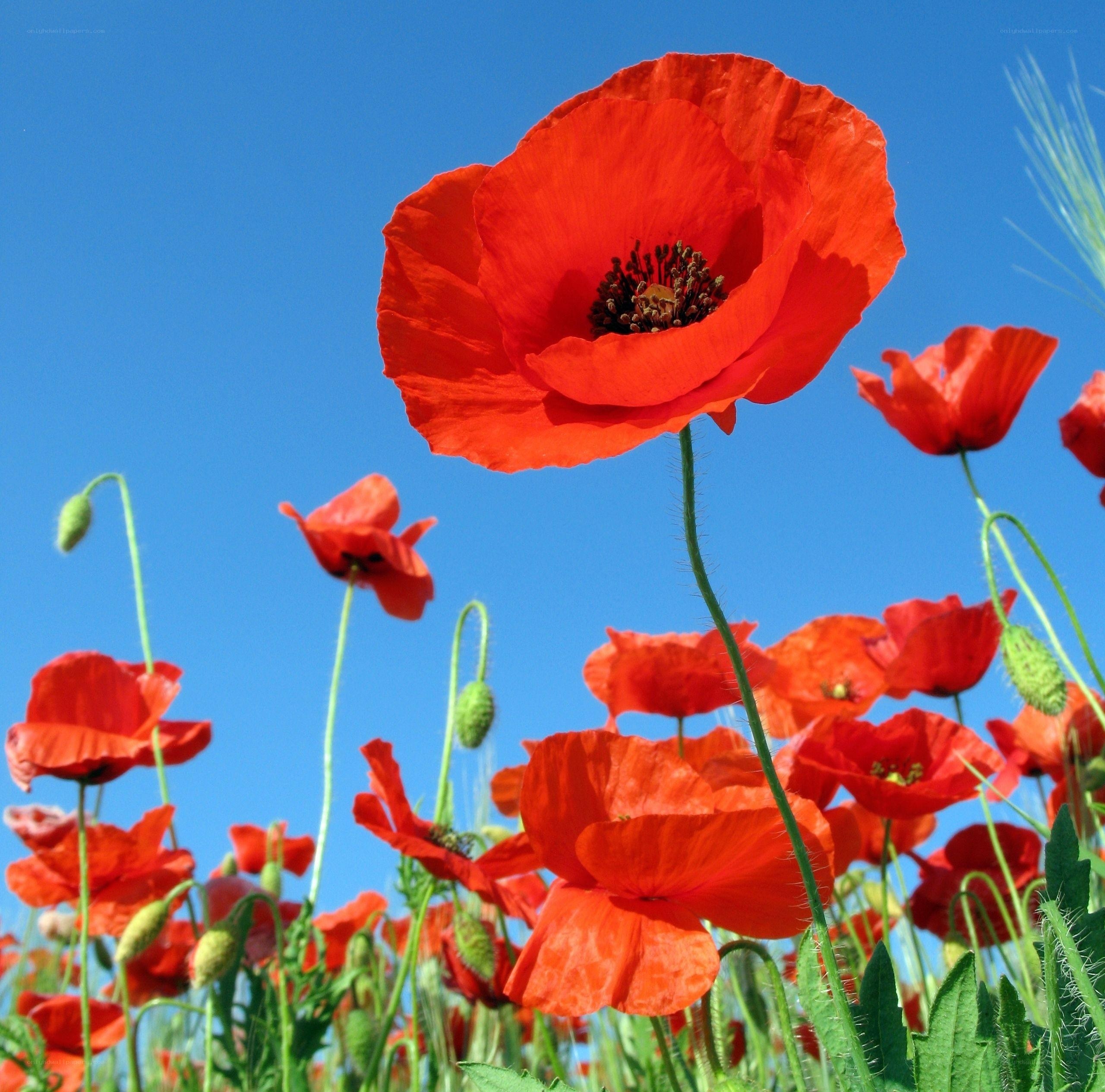 Red poppies against blue sky
