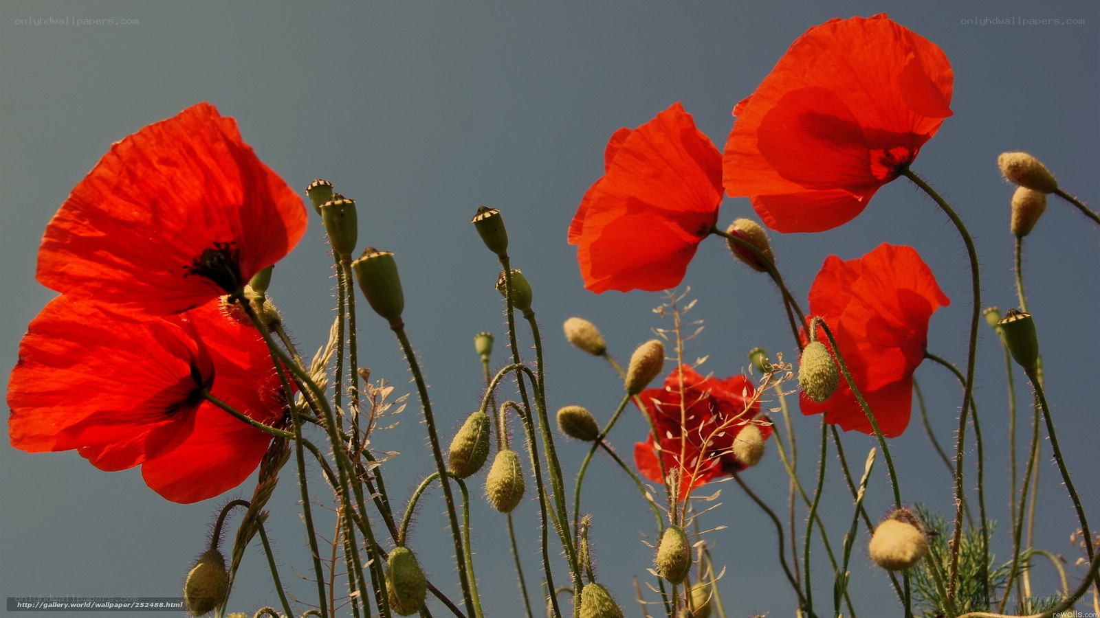 Red poppies against blue sky