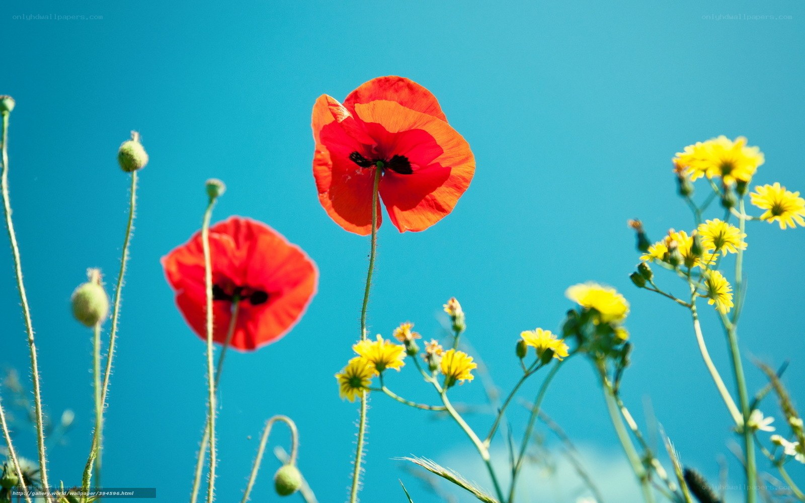 Red poppies against blue sky
