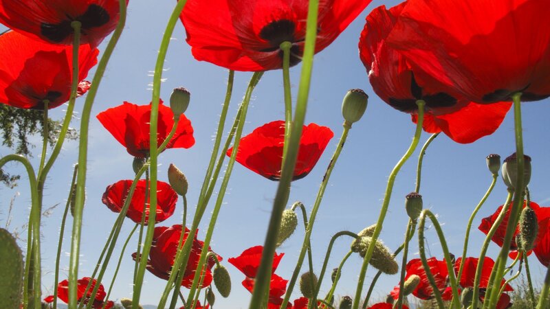 Red poppies against blue sky