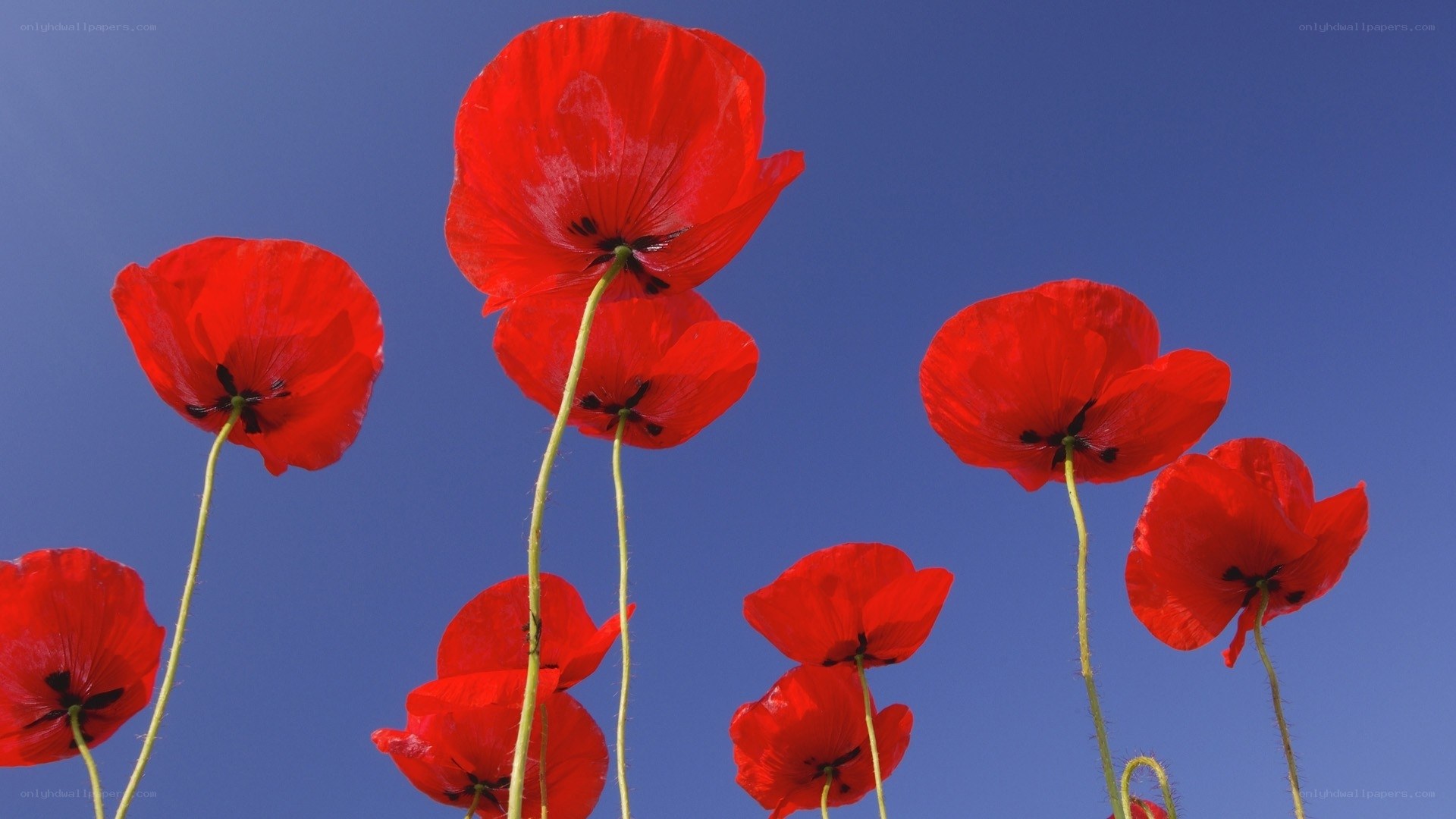 Red poppies against blue sky