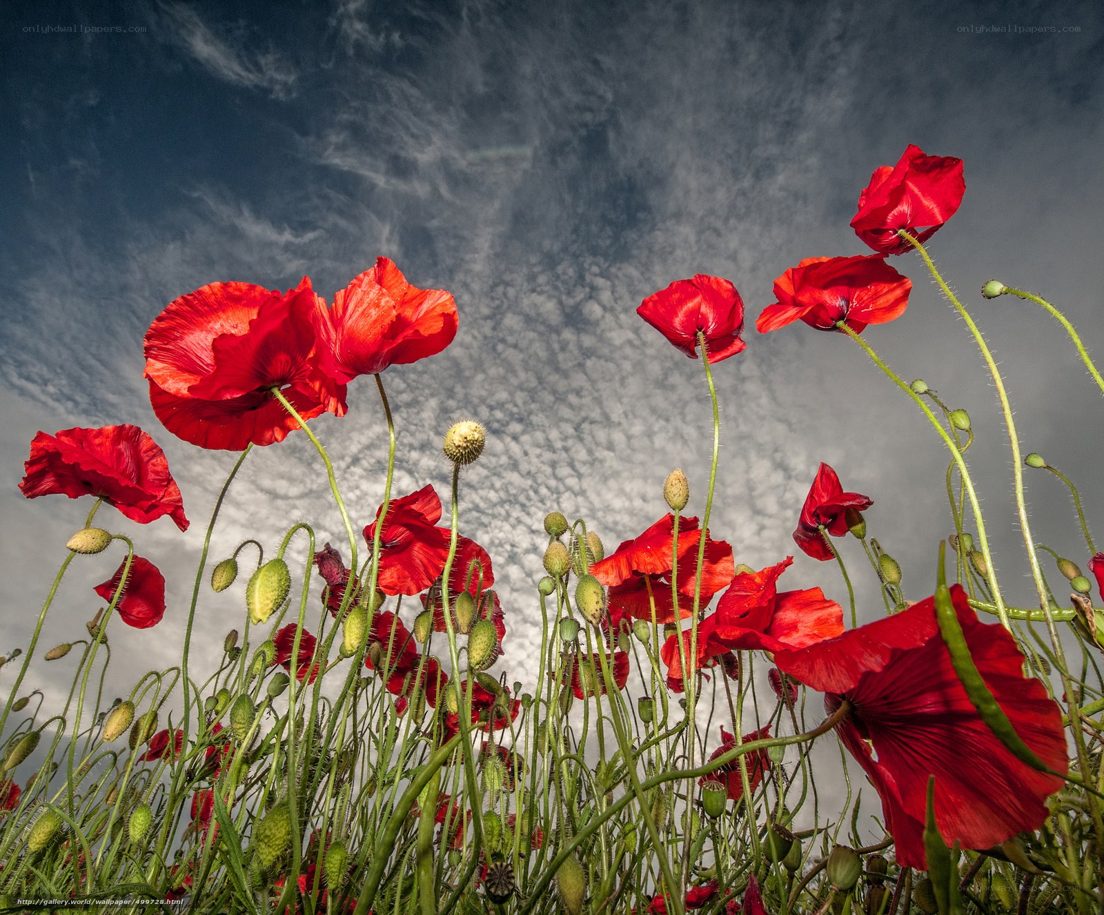 Red poppies against cloudy sky