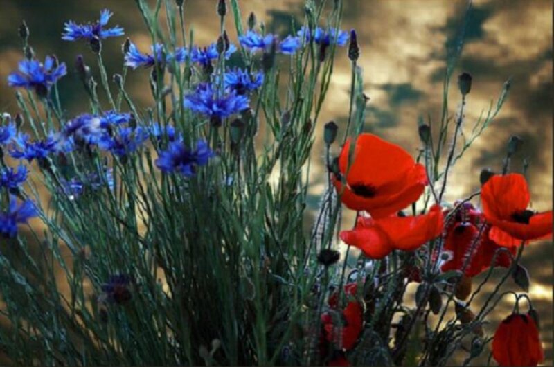 Red Poppies and Blue Cornflowers — Natural