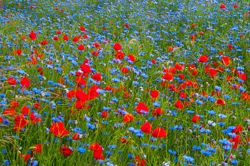 Red Poppies and Blue Cornflowers — Serene