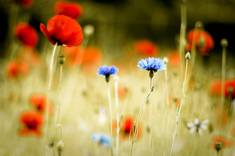 Red Poppies and Blue Cornflowers
