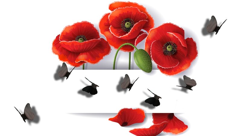 Red Poppies and Butterflies — Serene