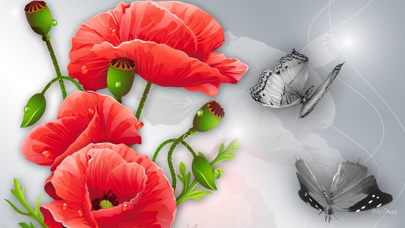 Red Poppies and Butterflies