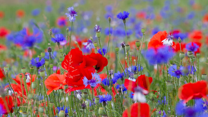 Red Poppies and Cornflowers