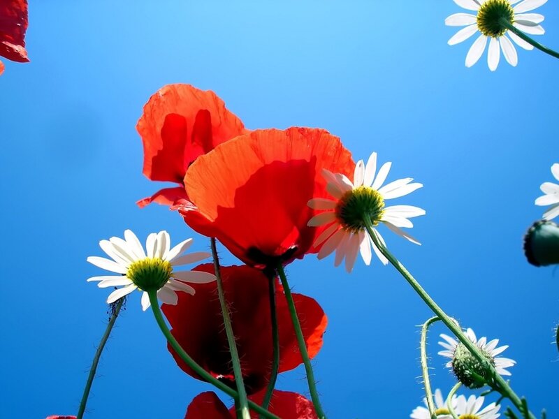 Red poppies and daisies against blue sky