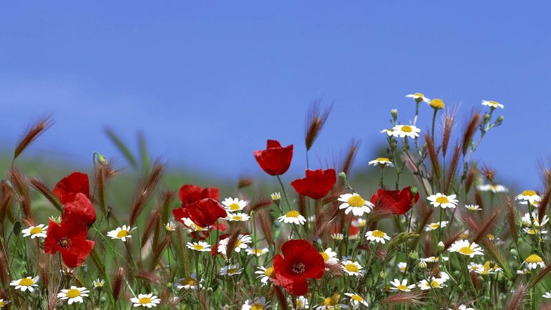 Red Poppies and Daisies — Blue, Serene, Afternoon, Photograph