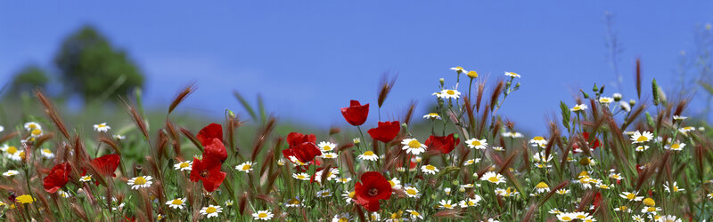 Red Poppies and Daisies — Blue, Serene, Afternoon