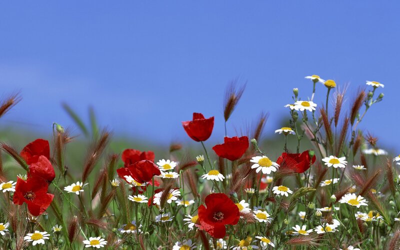 Red Poppies and Daisies — Blue, Serene