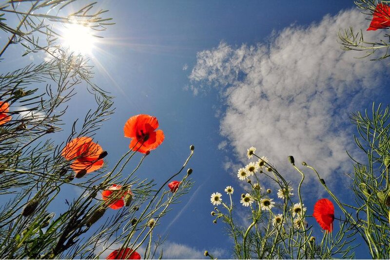 Red Poppies and Daisies — Blue