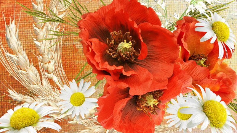 Red Poppies and Daisies — Calm