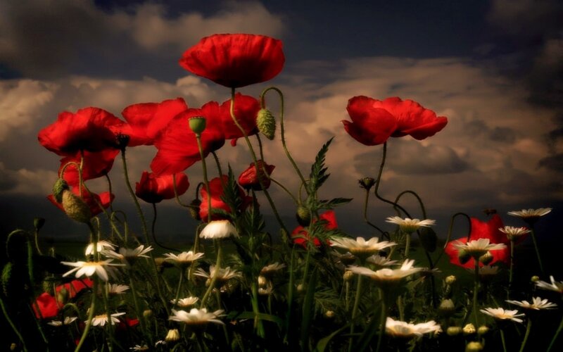 Red Poppies and Daisies — Dramatic, Afternoon, Photograph