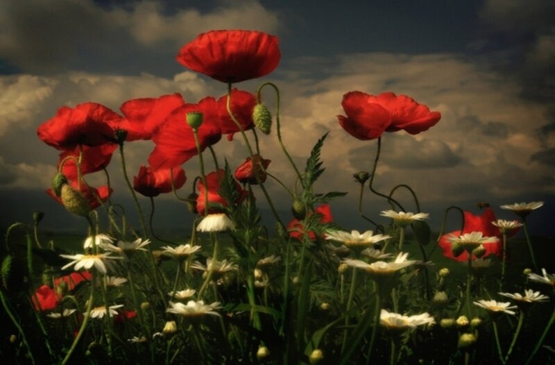 Red Poppies and Daisies — Dramatic, Afternoon