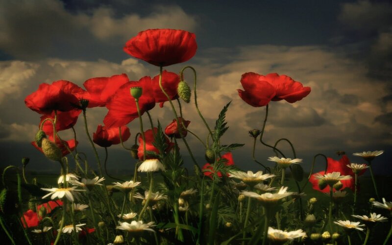 Red Poppies and Daisies — Dramatic