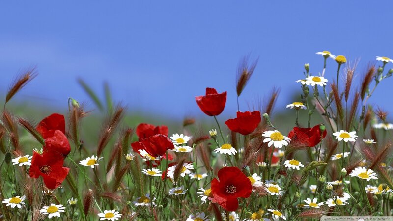 Red poppies and daisies in a field