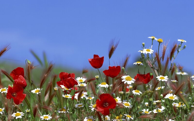 Red poppies and daisies in a field