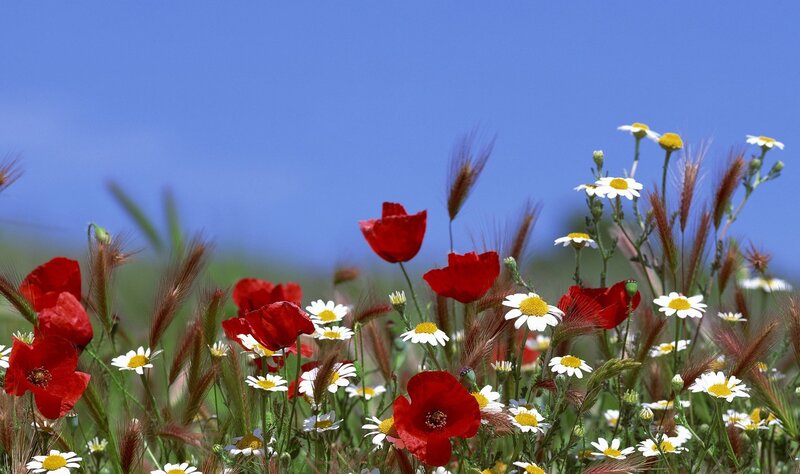 Red poppies and daisies in a field
