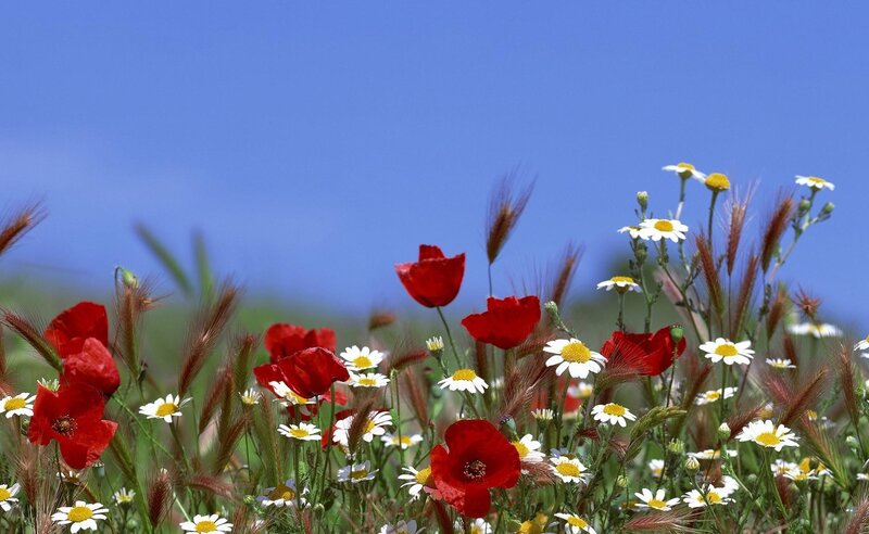 Red poppies and daisies in a field