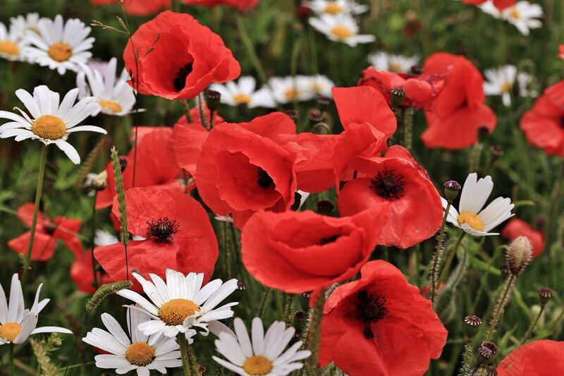 Red Poppies and Daisies — Natural, Summer