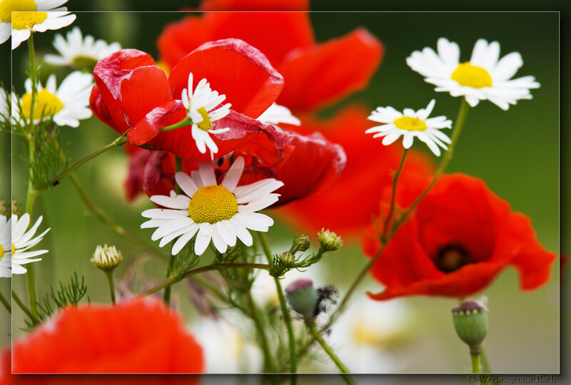 Red Poppies and Daisies — Natural