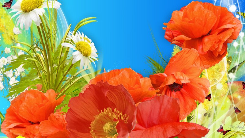 Red Poppies and Daisies — Orange