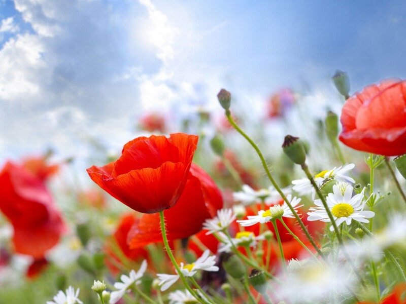 Red Poppies and Daisies — Serene, Afternoon, Photograph, Poppy, Daisy, Sky, Clouds