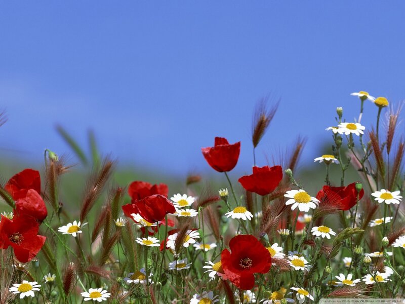 Red Poppies and Daisies — Serene, Afternoon, Photograph