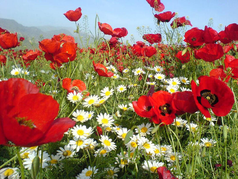Red Poppies and Daisies — Serene, Afternoon