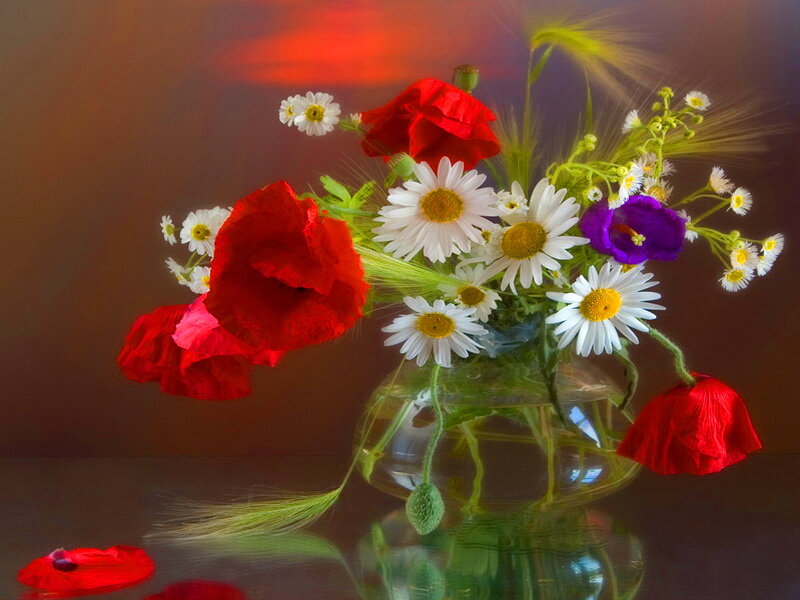 Red Poppies and Daisies — Serene, Photograph
