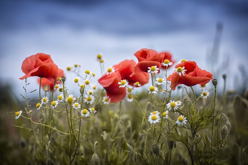 Red Poppies and Daisies — Serene, Spring
