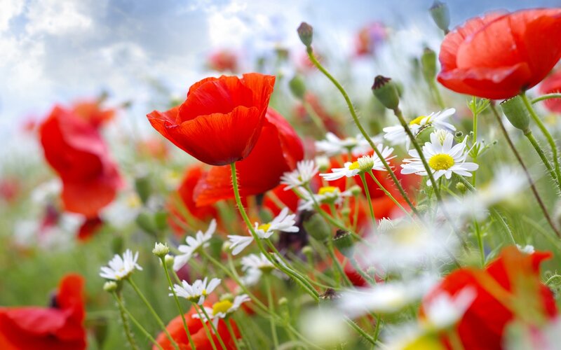 Red Poppies and Daisies — Serene, Summer, Photograph, Poppy