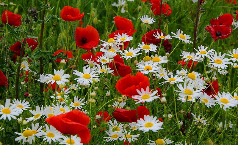 Red Poppies and Daisies — Serene, Summer