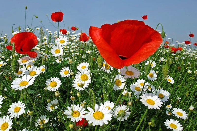 Red Poppies and Daisies — Serene