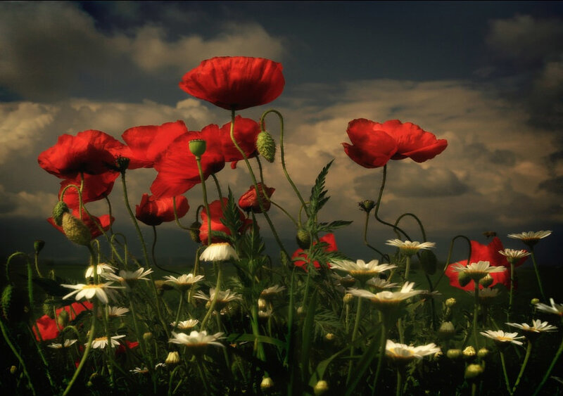 Red Poppies and Daisies