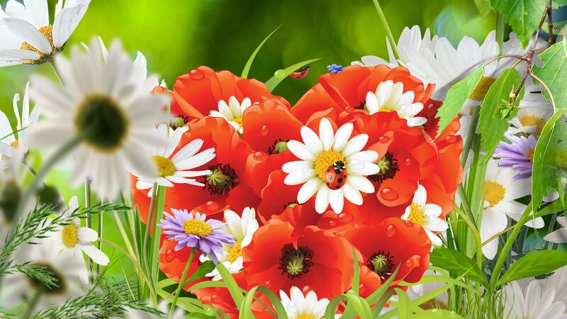 Red Poppies and Daisies — Vibrant