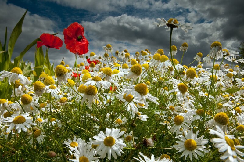 Red Poppies and Daisies — White