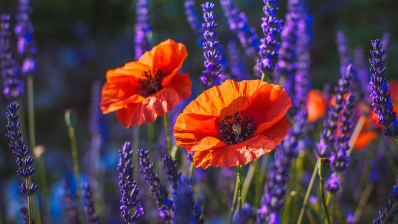 Red Poppies and Lavender — Orange