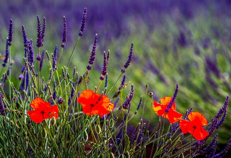 Red Poppies and Lavender — Purple