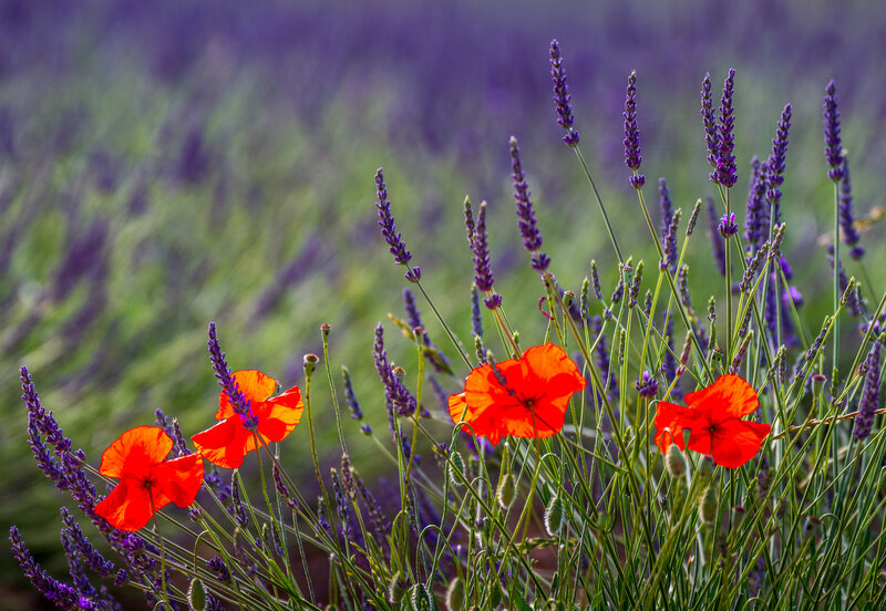 Red Poppies and Lavender
