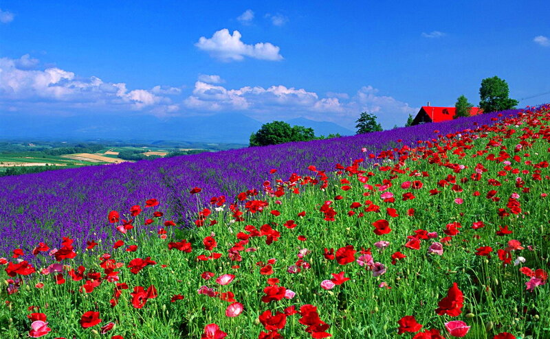 Red Poppies and Purple Flowers — Serene