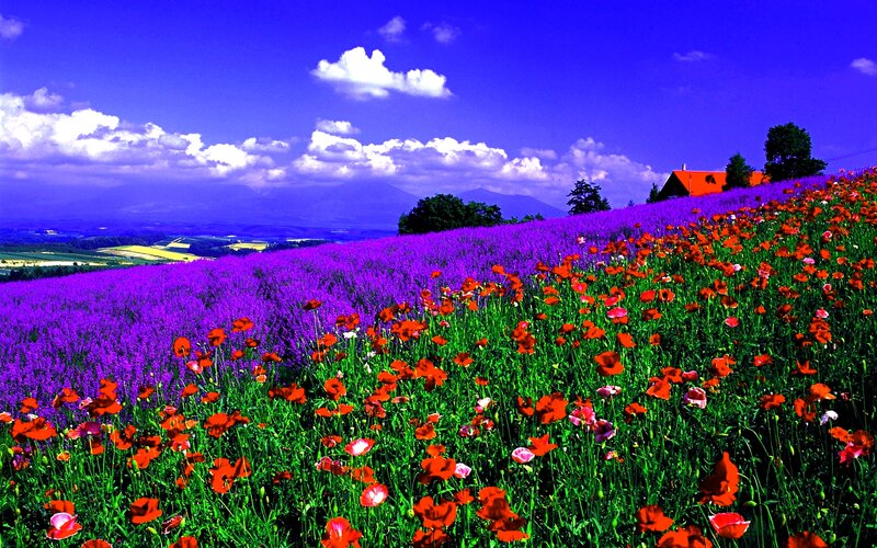 Red Poppies and Purple Flowers