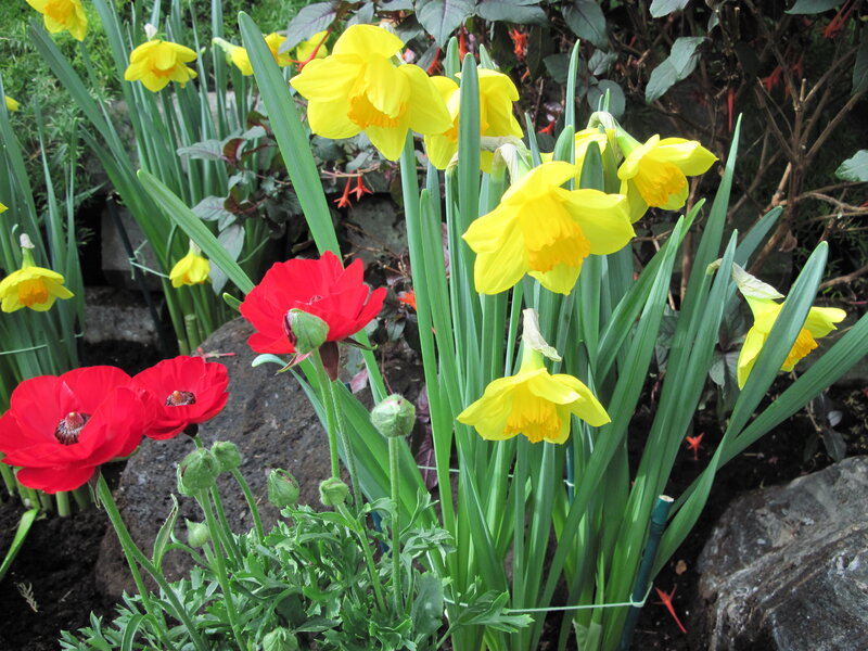 Red Poppies and Yellow Daffodils