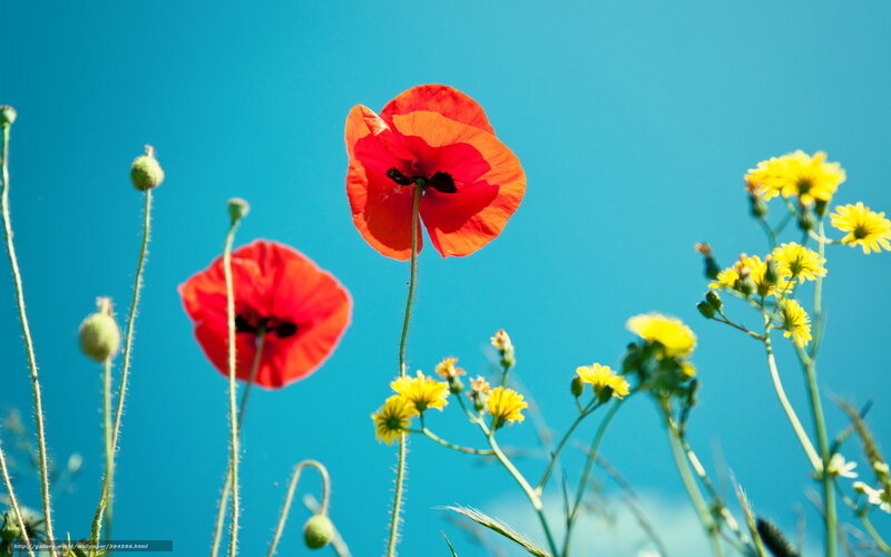 Red Poppies and Yellow Flowers — Blue, Serene, Afternoon